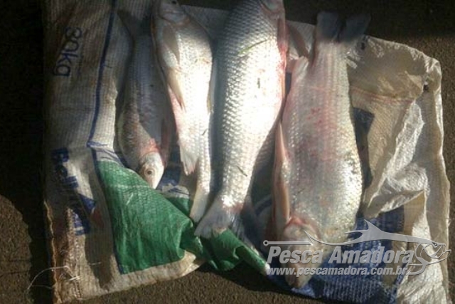 Após bater em viatura PMA prende três por pesca ilegal no Rio da Prata em MG