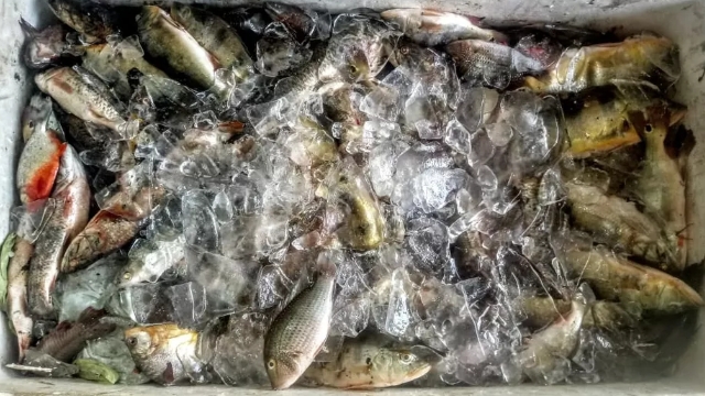 Após denúncia PM apreende 100 kg de pescado capturado de forma ilegal no rio Aporema (AP)