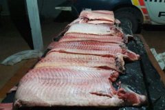 Apos denuncia Sema e PMA apreendem 263 kg de pescado ilegal no MT