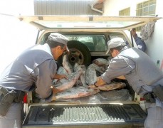 Apreensao de 400kg de pescado ilegal no Rio Grande-SP