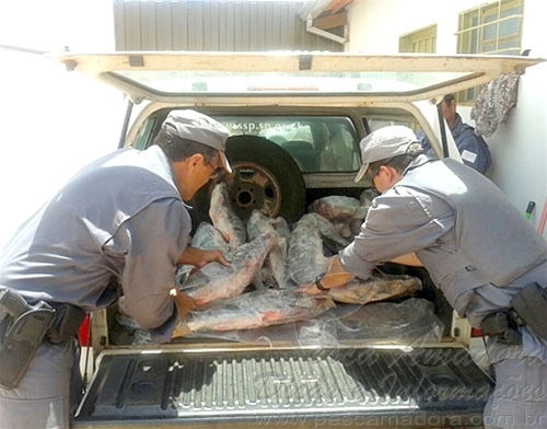 Operação apreende 400 kg de peixe extraidos do Rio Grande-SP