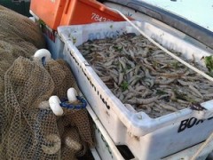 Apreensao de camarao na Lagoa Araruama-RJ