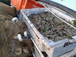 Grande apreensão de camarão no último dia de defeso na Lagoa de Araruama-RJ