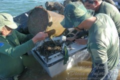 Apreensao de covos no Sao Francisco em AL 2