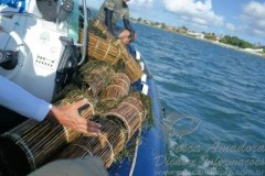 Apreensao de covos no Sao Francisco em AL