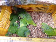 Apreensao em Mutum-MG 2