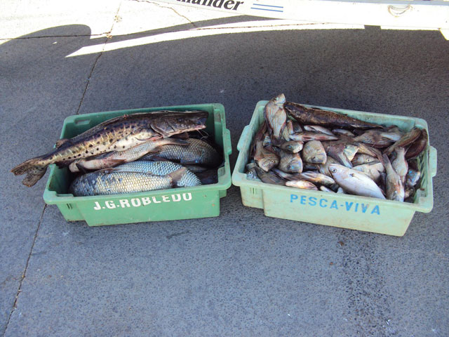 Polícia Ambiental apreende 54 kg de peixes e aplica R$ 5 mil em autuações em Presidente Epitacio-SP