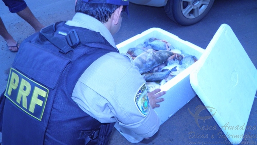 PRF apreende 50 kg de peixe sem documentação em rodovia do TO