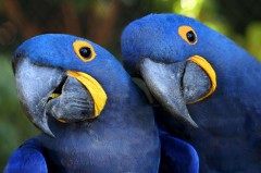 Arara Azul especie ameacada de extinção
