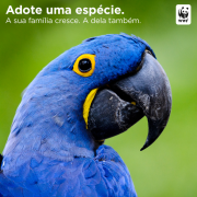 Arara azul adote uma especie wwf-Brasil