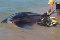 Arraia-jamanta presa em rede de pesca e salva por turistas e barraqueiros na Bahia 2
