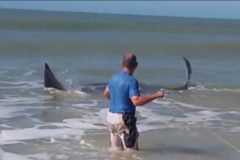 Arraia-jamanta presa em rede de pesca e salva por turistas e barraqueiros na Bahia 3