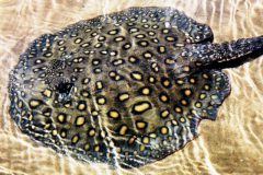 arraias-invadem-rio-tiete-e-ja-sao-ameaca-a-pescadores-2