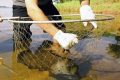 arraias-invadem-rio-tiete-e-ja-sao-ameaca-a-pescadores