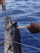 Atum com suposto chifre fisgado na Australia