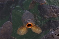 Australia usara virus da herpes para erradicar as carpas no Pais