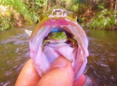 Australiano fisga peixe com sapo vivo na boca