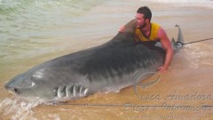 Australiano fisga tubarao tigre de 4 metros com vara e anzol