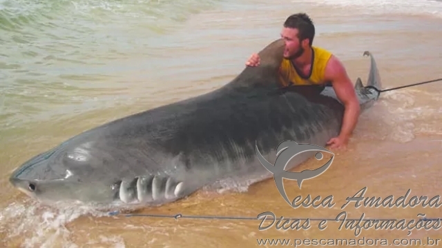 Australiano fisga tubarão-tigre de 4,4 metros com vara e anzol