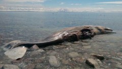 Baleia Cachalote de 12m apareceu morta na praia de Cape St. George