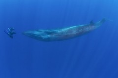 Baleia-Sei em encontro raro com mergulhador