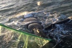 Baleia e filhote sao resgatados de rede de pesca em SC