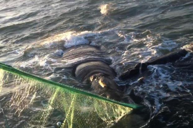 Baleia e filhote são resgatados de rede de pesca no Norte da Ilha de Santa Catarina
