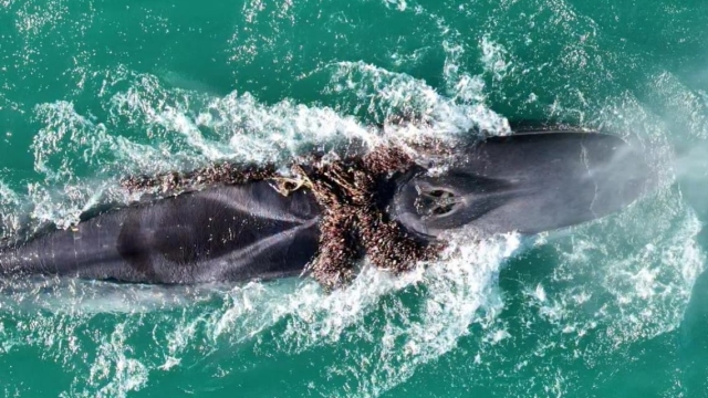 Baleia-fin é flagrada emalhada e mobiliza força-tarefa de resgate na costa de Arraial do Cabo (RJ)