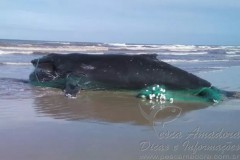 Baleia jubarte encontrada morta envolta em rede de pesca no RS