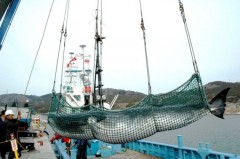 Baleia sendo desembarcada em porto no Japão