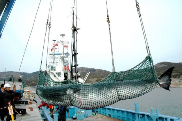 Japão importa 2 mil toneladas de carne de baleia da Islândia