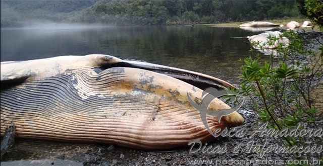 Baleias encalham e morrem na costa sul do Chile