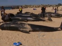 Baleias morrem em quebra mar na Australia