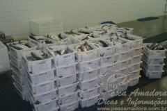 Barco de arrasto de tainha e autuado em 122 mil por pesca ilegal