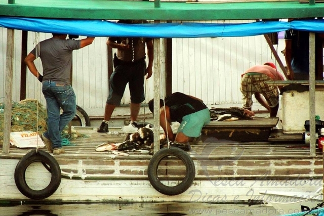 PMA apreende mais de uma tonelada de tucunarés em Barcelos-AM