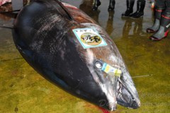 Barco pesqueiro captura atum azul de 417 kg no Japao