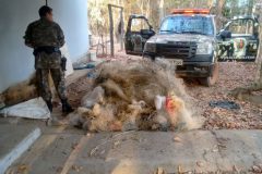 Batalhao Ambiental Combate a Pesca Predatoria nos rios de Goias 4