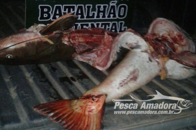 Batalhão Ambiental apreende 30 kg de pescado ilegal em Pedro Afonso (TO)