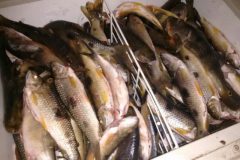 batalhao-ambiental-apreende-tarrafa-espinhel-e-130-kg-de-pescados-em-aruana-go