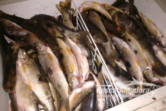 Batalhão Ambiental apreende tarrafa, espinhel e 130 kg de pescado ilegal em Aruana-GO
