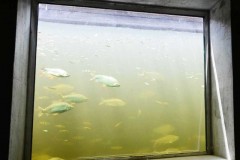 Belo Monte comeca uso de sistema de transposicao de peixes 2