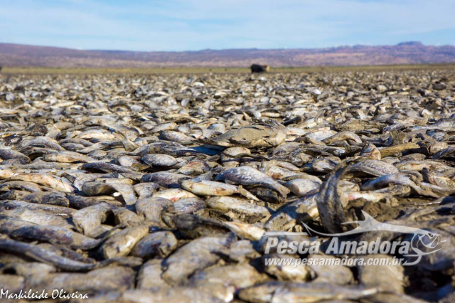Berçário do rio São Francisco seca e deixa três milhões de peixes mortos na Bahia