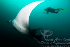 Biologos registram raia gigante no litoral sul de Sao Paulo