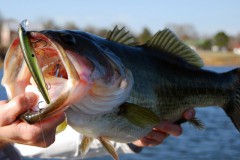 Black-Bass