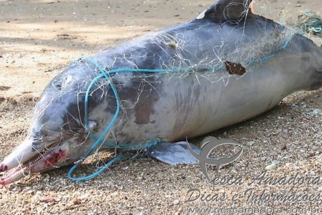 Pesca predatória ameaça botos-cinza na Baía de Sepetiba no Rio de Janeiro-RJ