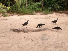 Boto e encontrado morto e amarrado em praia no Para