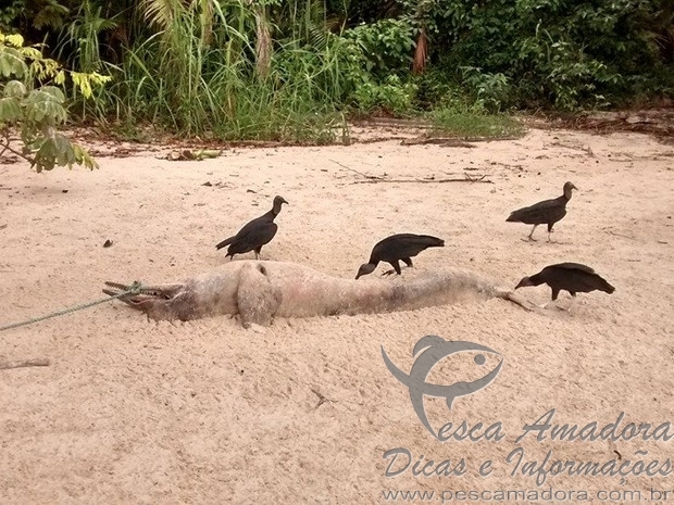 Boto é encontrado morto com focinho amarrado em praia do Pará