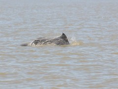 Boto e visto envolto em rede de pesca no RS