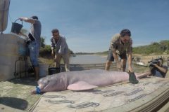 Botos do rio Formoso sofrem com a seca intensa na Bacia do Araguaia-Tocantins 2