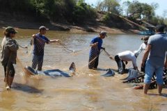 Botos do rio Formoso sofrem com a seca intensa na Bacia do Araguaia-Tocantins